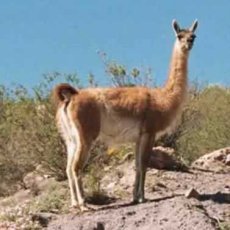 Guanaco