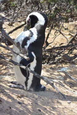 Pinguino di Magellano