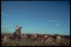 Gaucho
